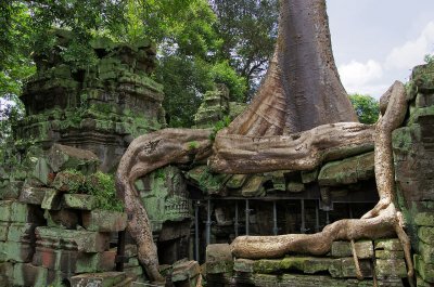 Ta Prohm Angkor giant tree