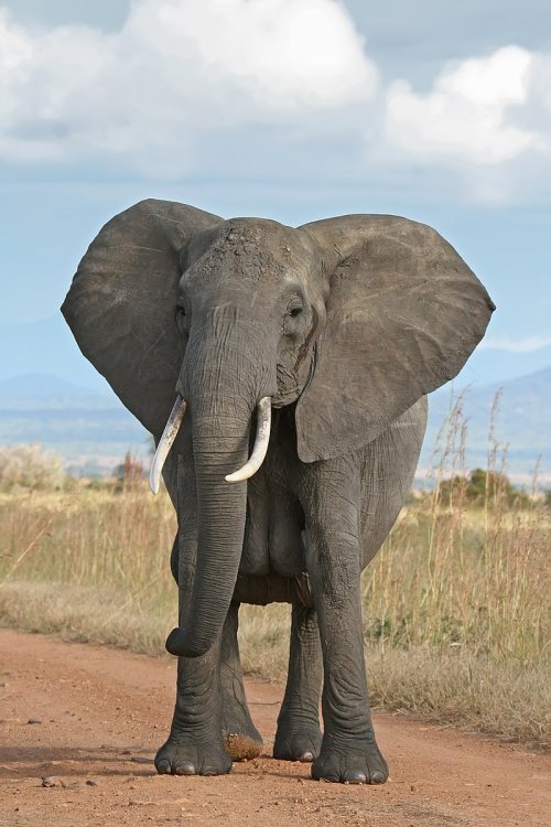 African_Bush_Elephant.thumb.jpg.7120244a66ac68e544857f61f30d4a76.jpg